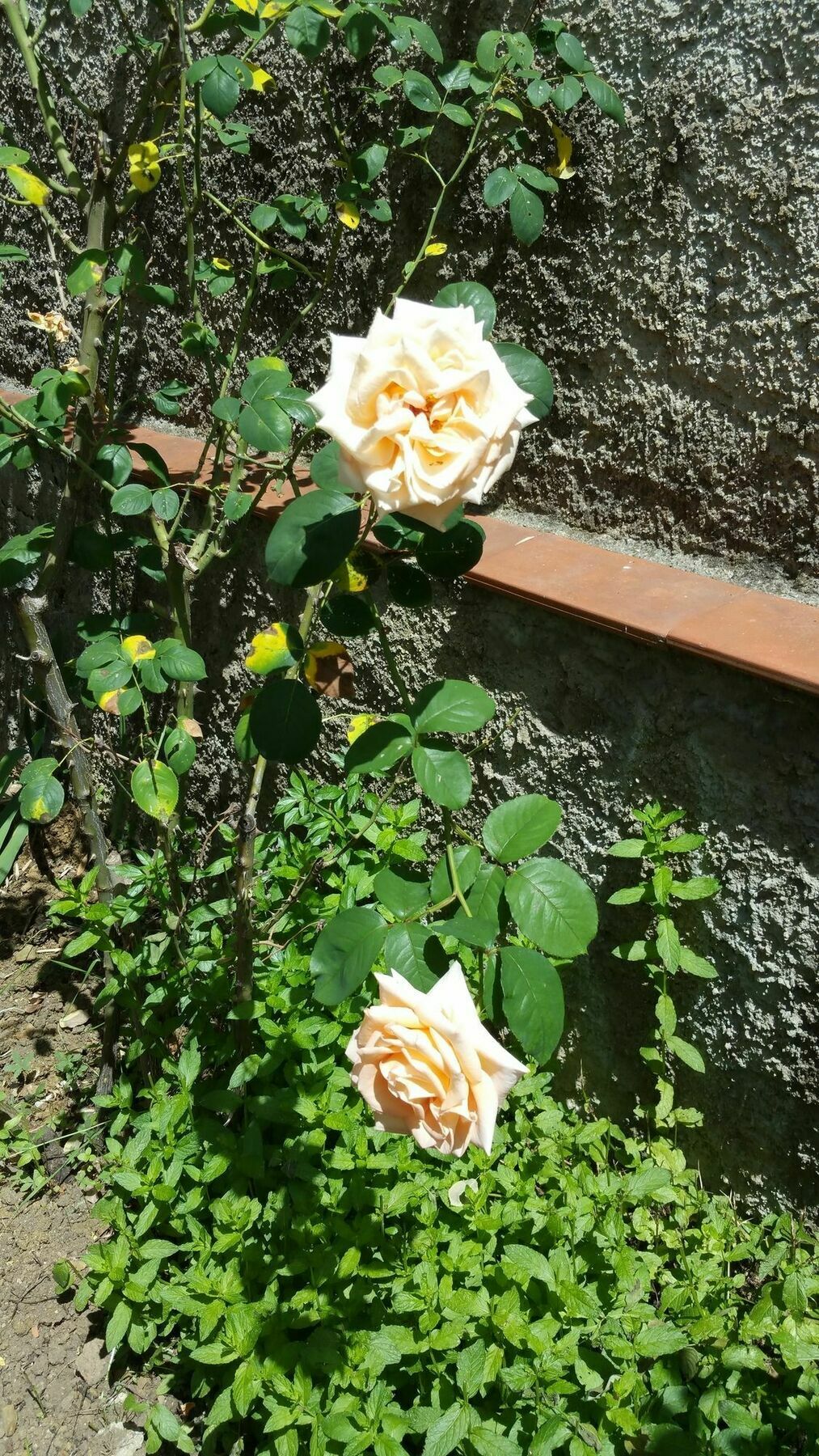La Villa Nei Fiori Florença Exterior foto
